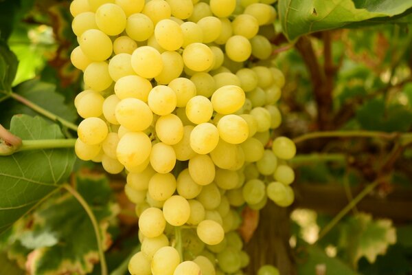 Un enorme racimo de uvas amarillas con follaje verde. Uva solar