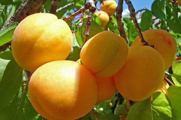 Juicy fruits hanging on a tree