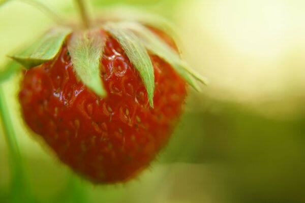 Baies de fraises juteuses