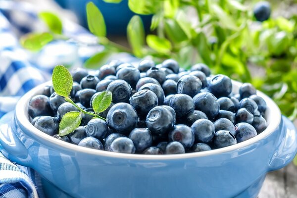 Pots of delicious and healthy blueberries