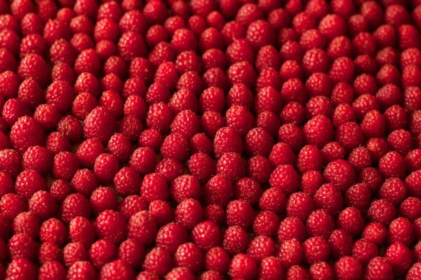 Schöne reife Himbeerbeeren