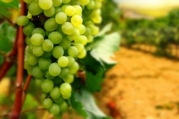 Uvas maduras vertidas con jugo de sol