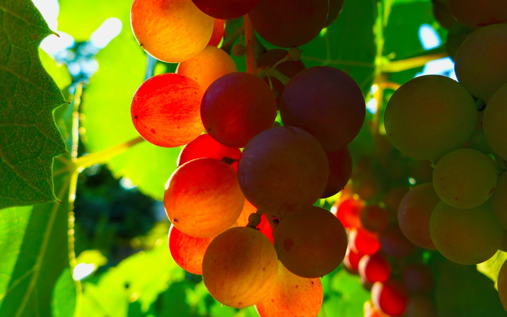 fruits feuille nature juteux alimentaire grandir vigne pâturage été baie lumineux à l extérieur confiserie automne jardin croissance pile