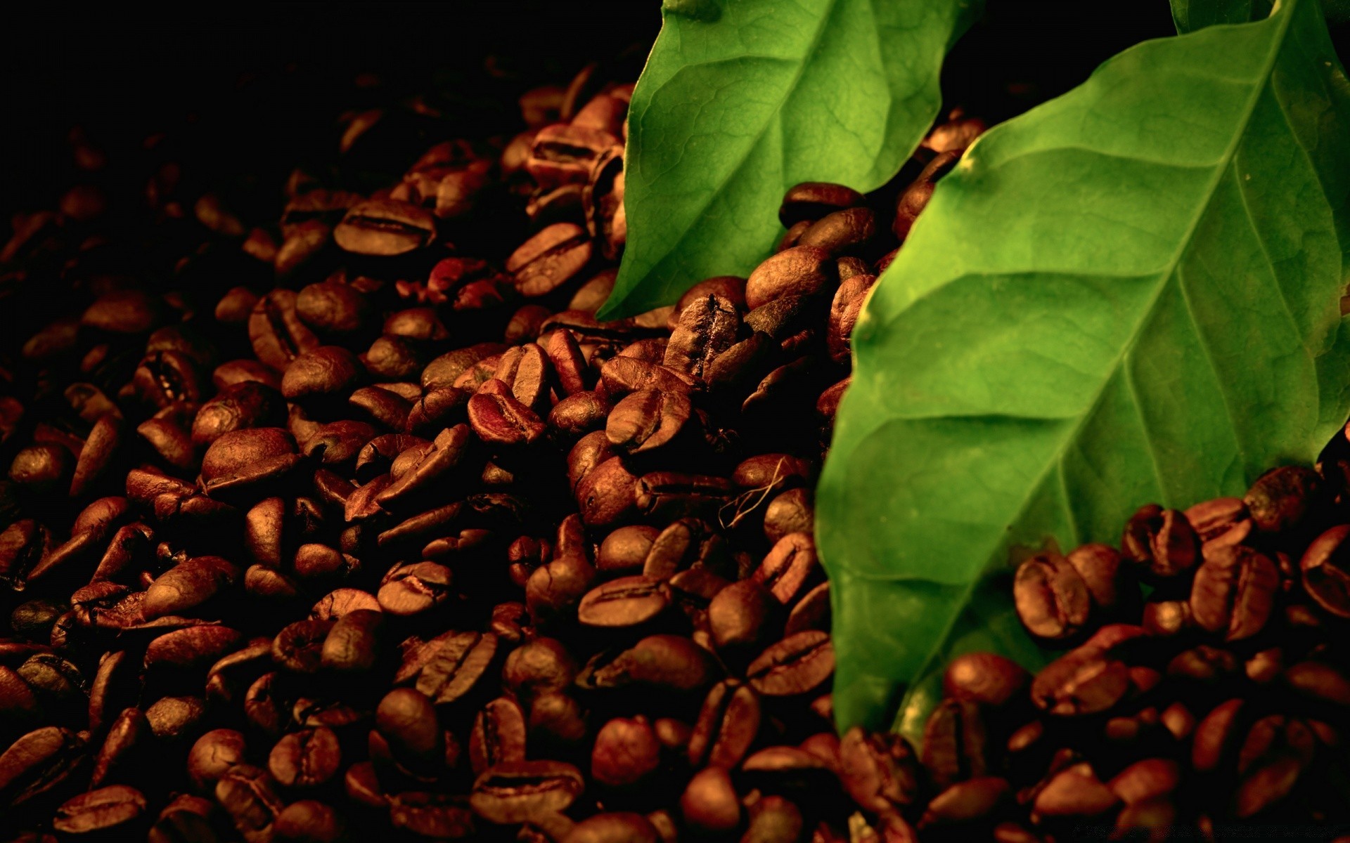 nourriture et boissons café haricots caféine parfum espresso boire aube récolte sombre alimentaire aromatique cappuccino graines moka arabica savoureux l agriculture bureau gros plan épicure