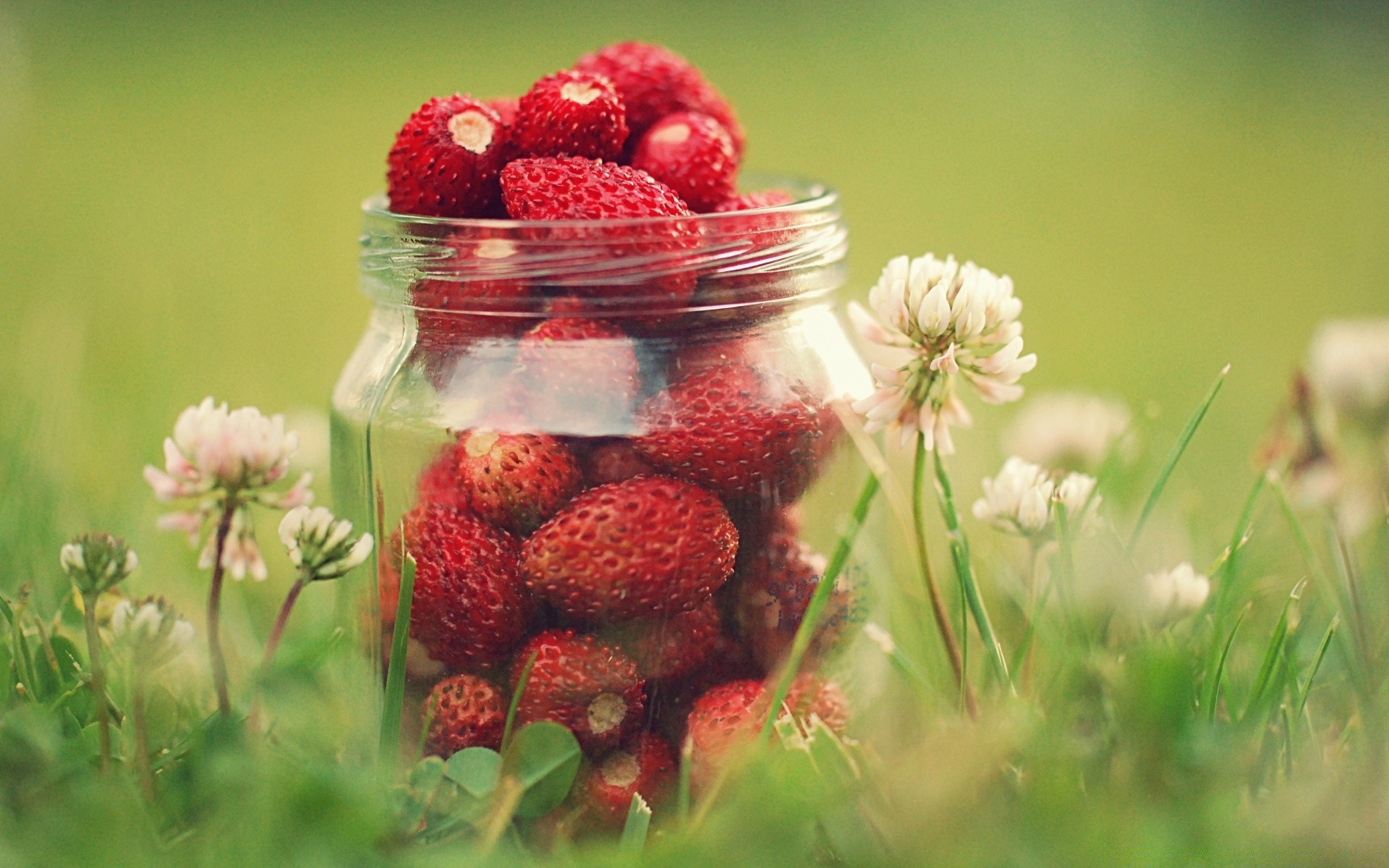 obst beere essen sommer erdbeere natur blatt gesund garten schließen süß weide