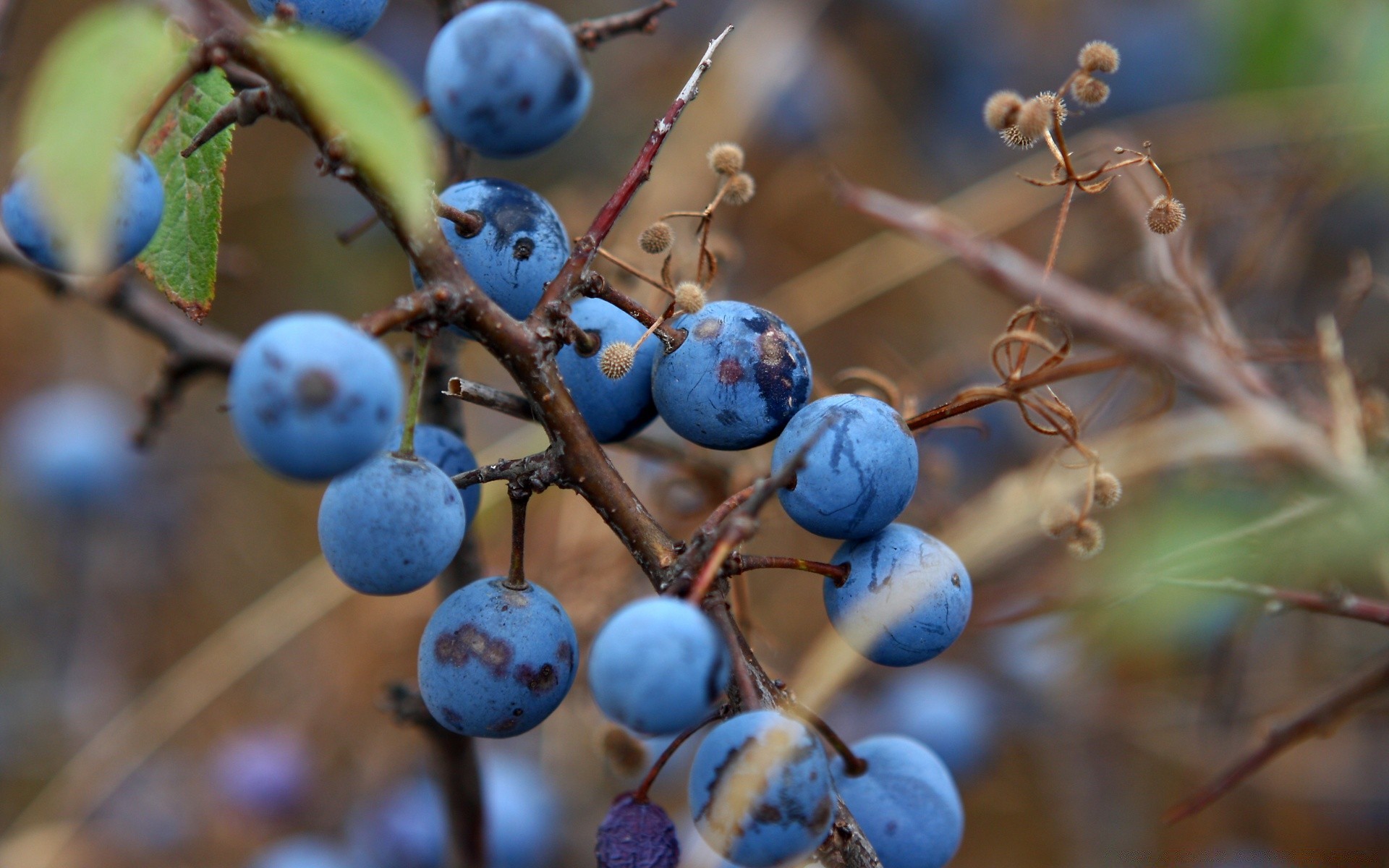 fruit nature fall berry grow tree leaf outdoors branch pasture