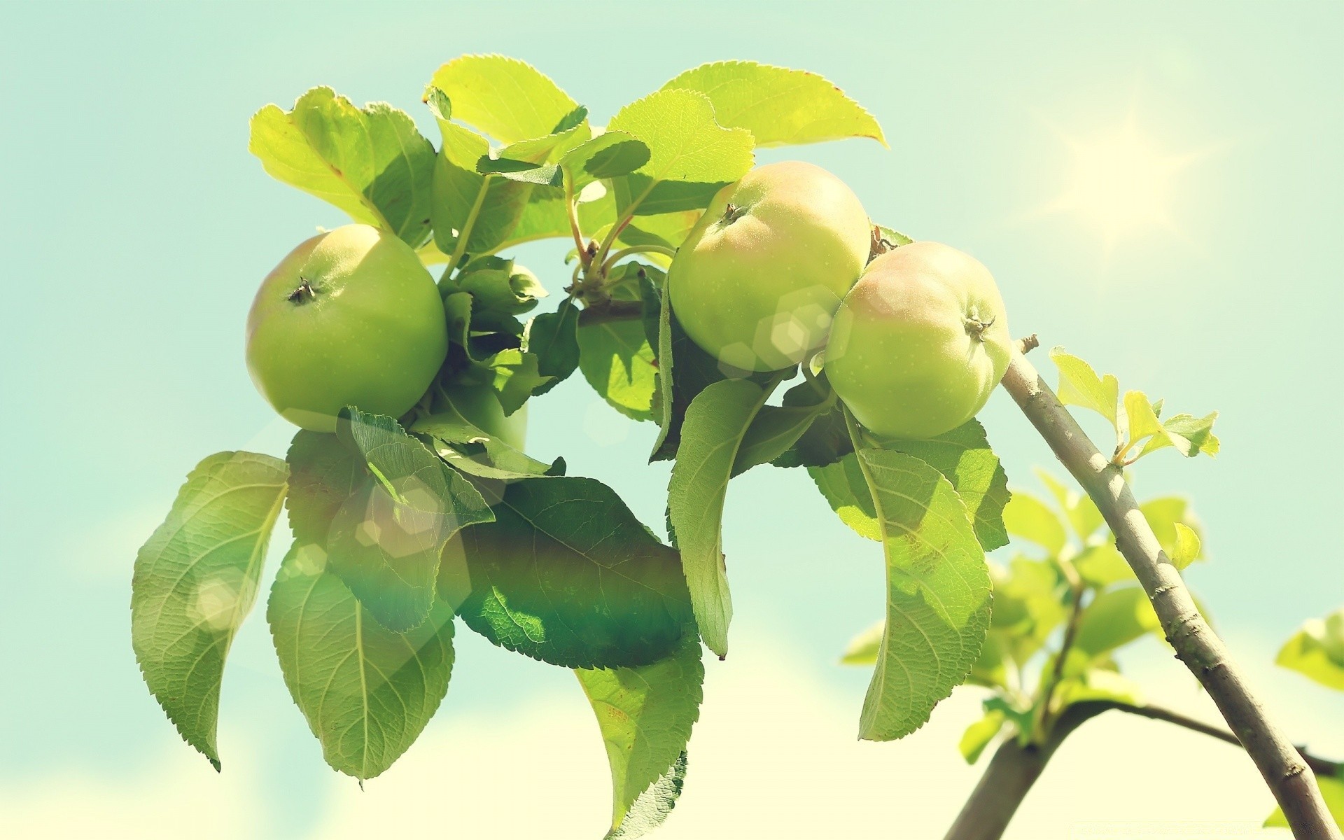 dolci foglia frutta natura mela ramo flora cibo pascolo crescita estate succosa albero agricoltura salute crescere giardino freschezza