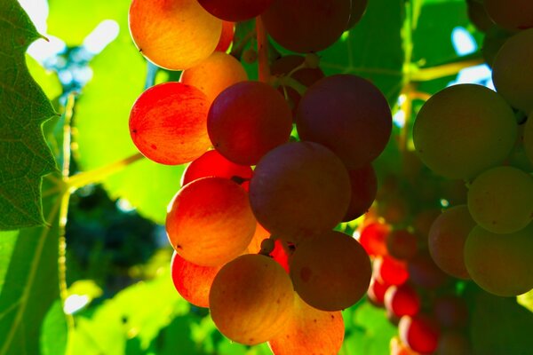 Photo couleur de raisins rouges sur la lumière du soleil