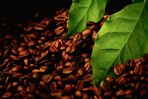 Kaffeebohnen und grüne Bohnenblätter
