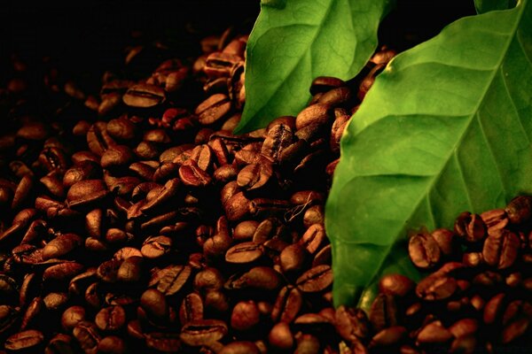 Coffee beans and green bean leaves