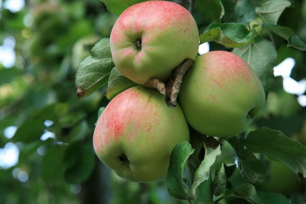 Apples with foliage in nature