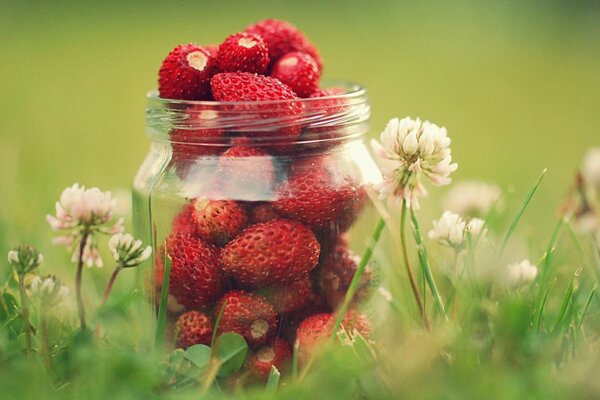 Red tubers in a glass jar