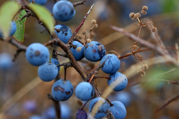 Blaue Beere in der Natur