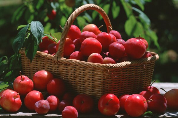 Juicy bright apples in the basket