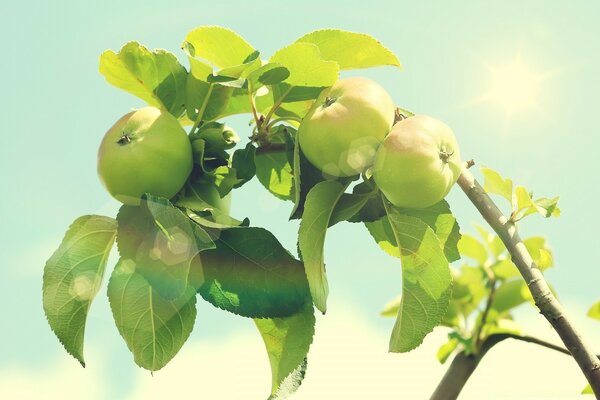 Manzanas maduras en ramas de árbol