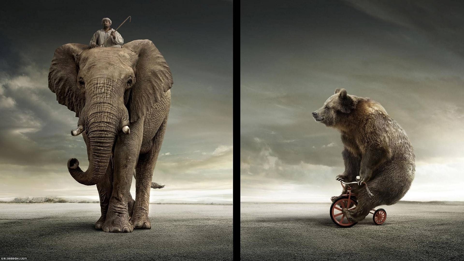 млекопитающее животное слон один дикой природы два портрет