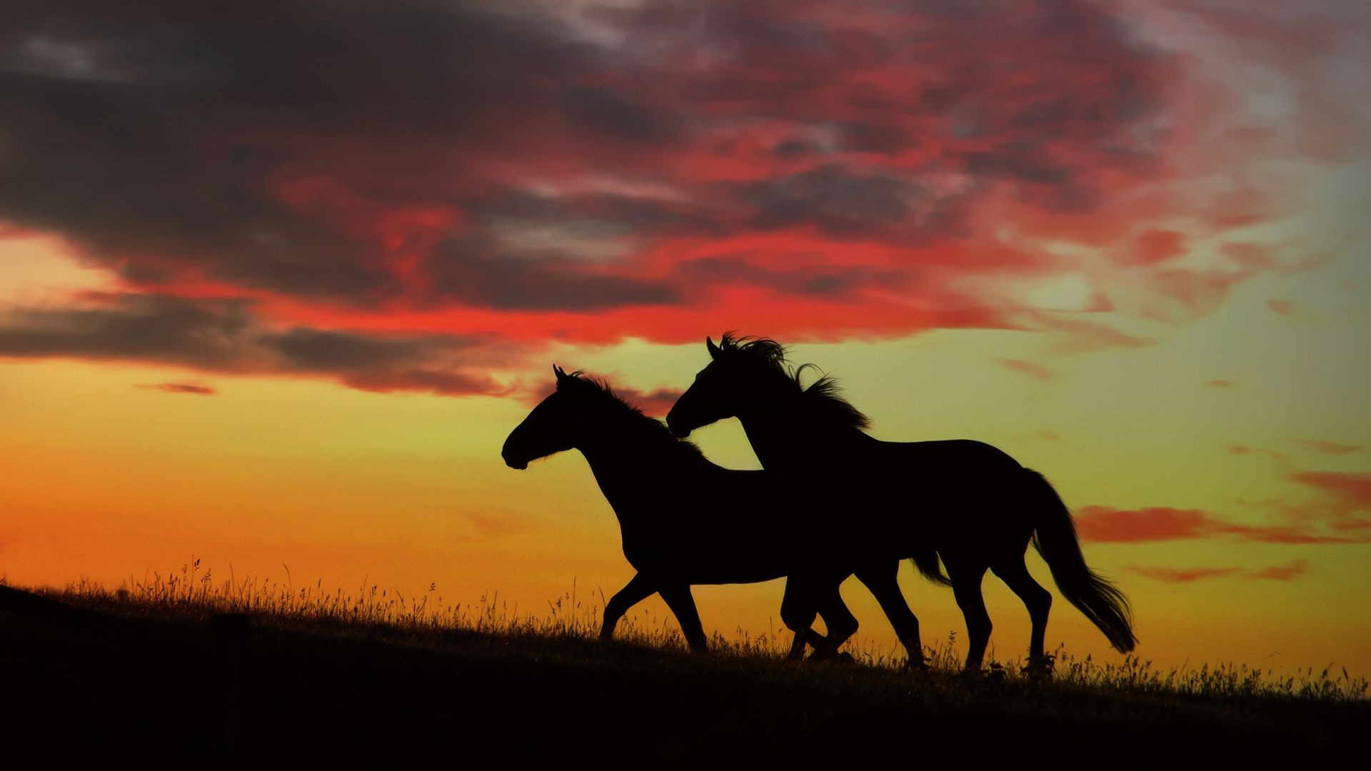 cavallo cavalleria tramonto silhouette illuminato sera cavallo mare mammifero alba mustang seduto equestre sole stallone paesaggio crepuscolo cielo allevamento di cavalli animale fattoria