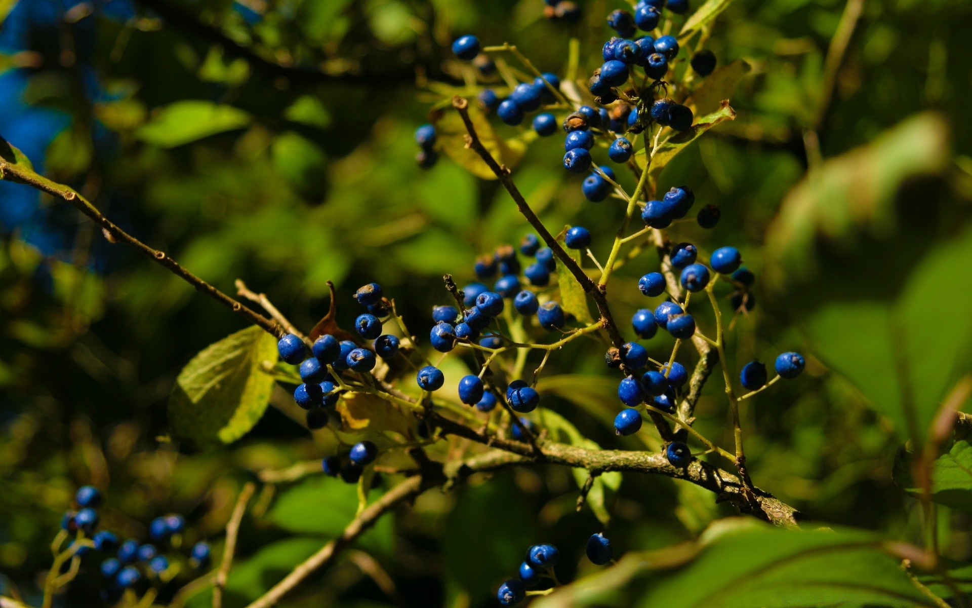 alimentos y bebidas naturaleza hoja árbol fruta rama flora color verano al aire libre jardín arbusto comida