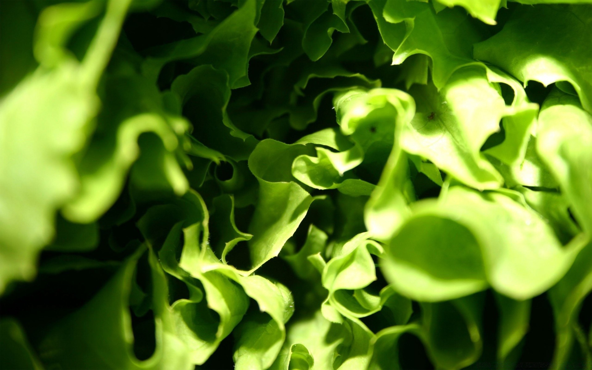 gemüse blatt flora gemüse lebensmittel salat salat frische natur gesund gesundheit garten wachstum desktop