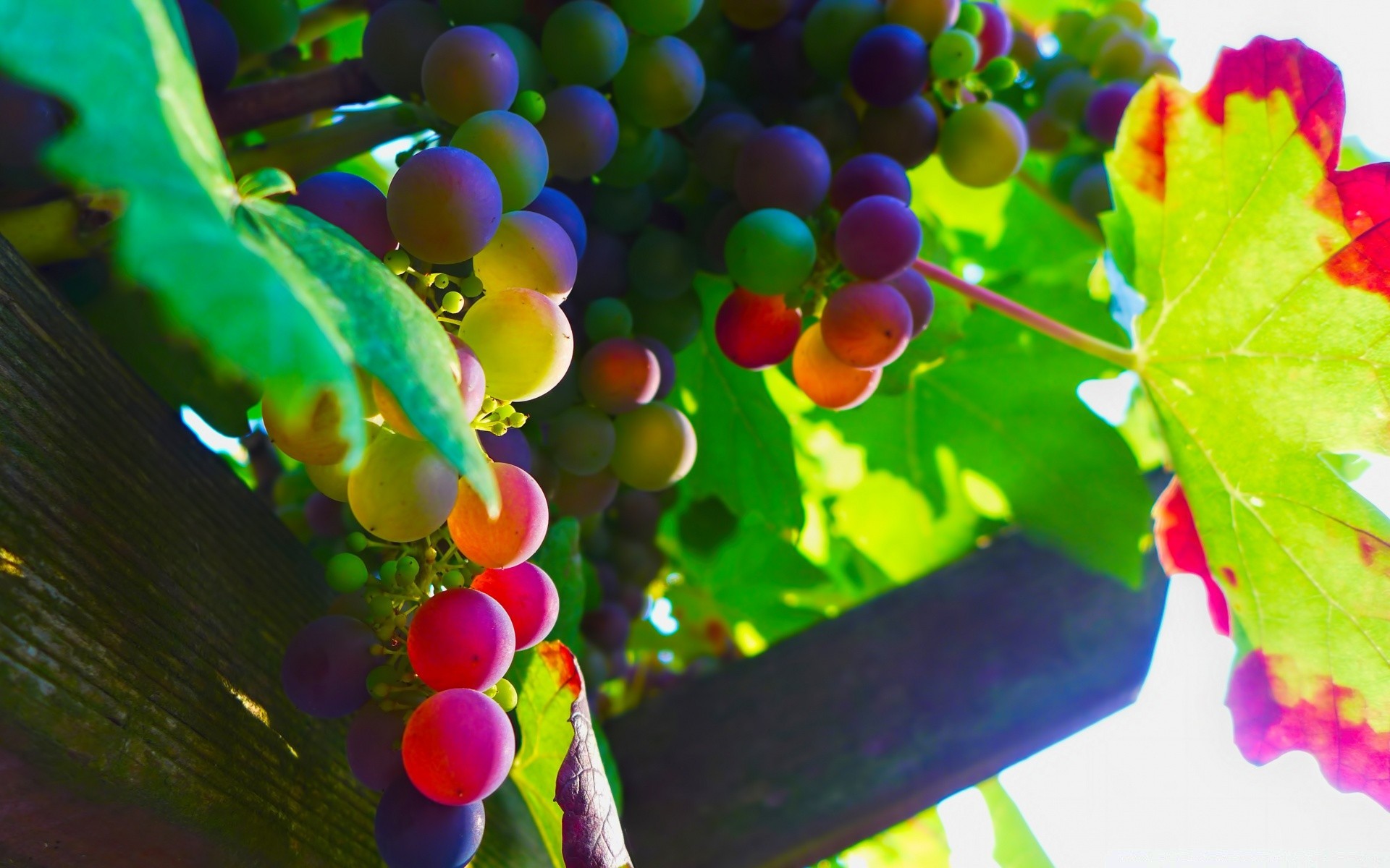 fruta hoja naturaleza color jardín árbol flora vid otoño verano al aire libre