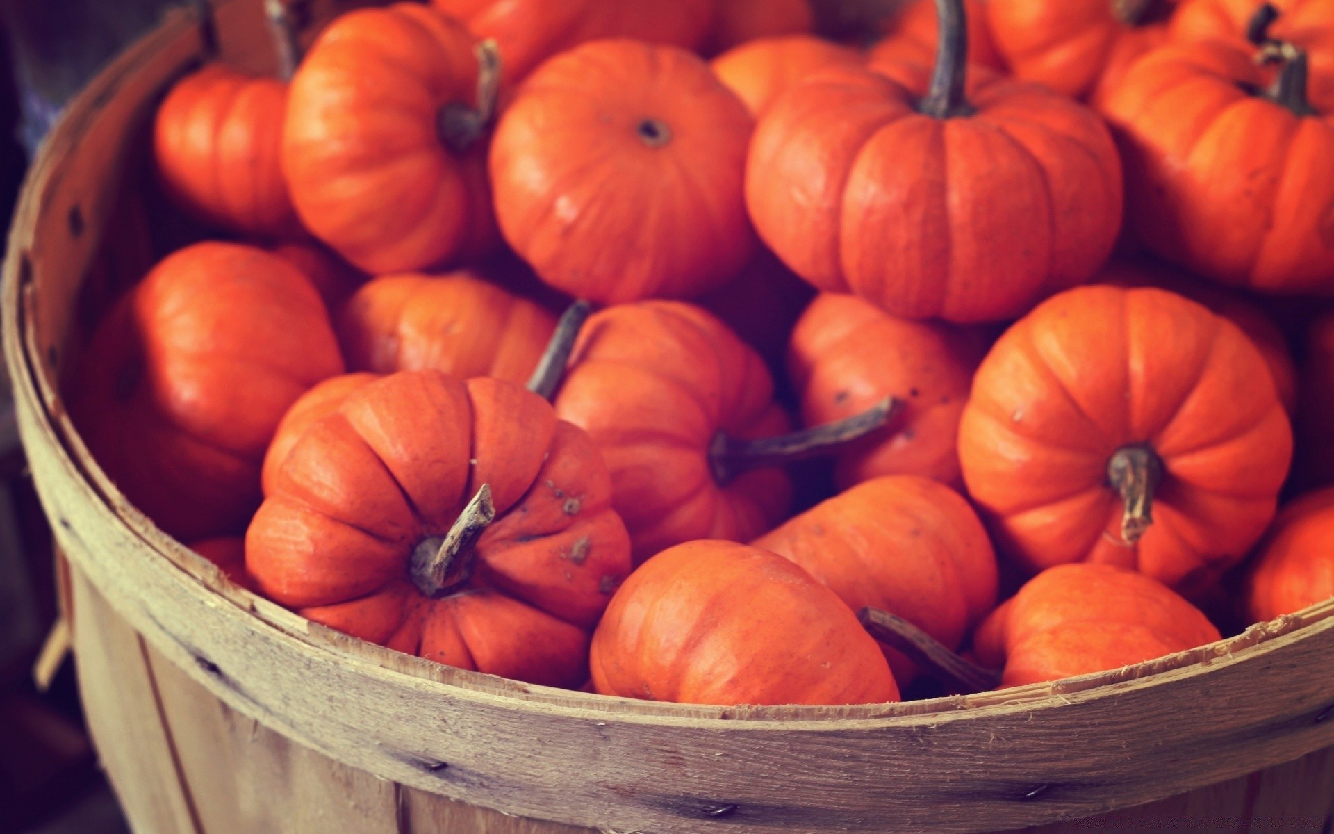 vegetables pumpkin fall pasture thanksgiving grow halloween food market agriculture fruit vegetable many basket group abundance leaf