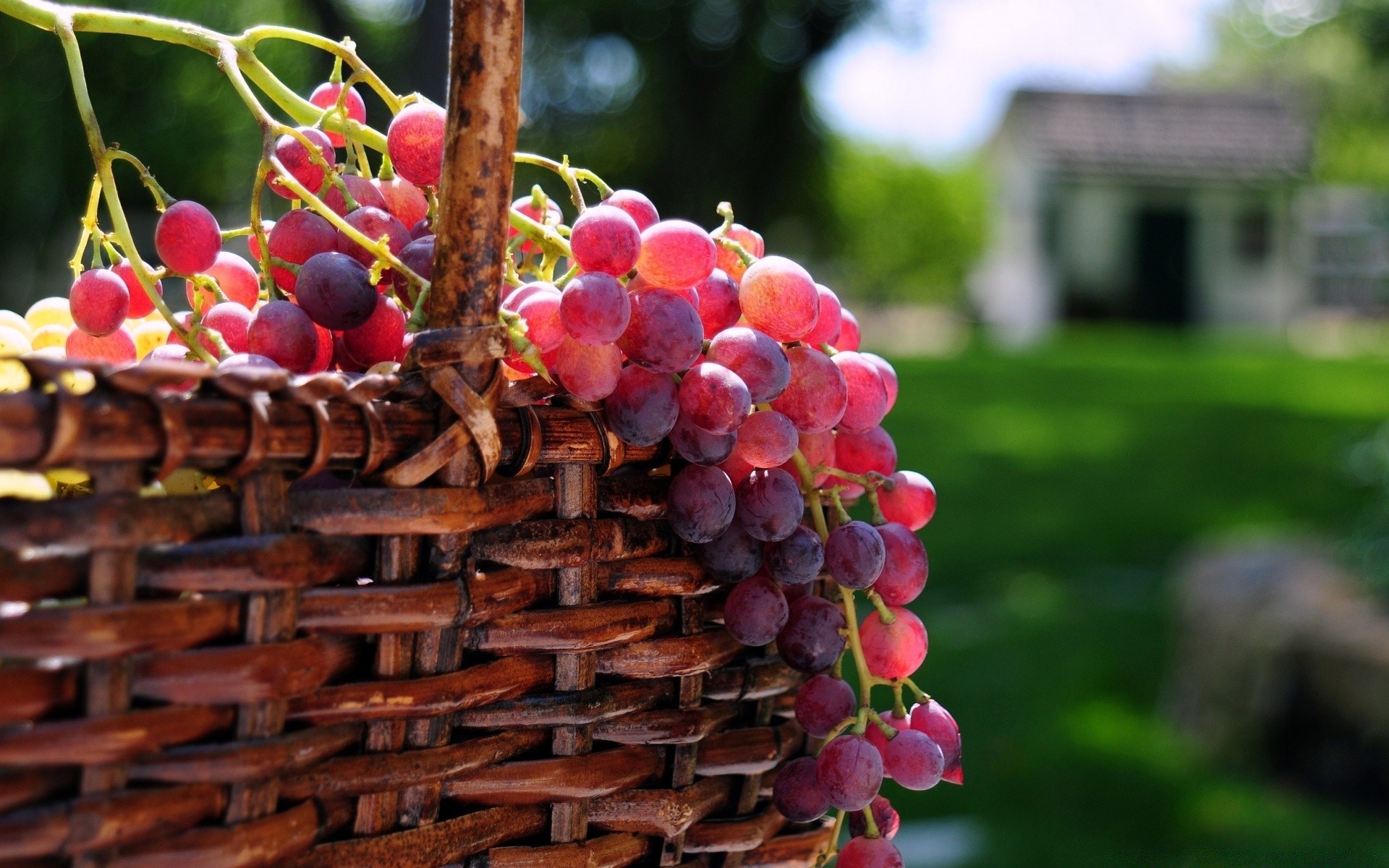 frutta cibo vite giardino uva crescere natura cesto bacca mucchio cantina vino pascolo pasticceria cluster estate succosa colore vigneto