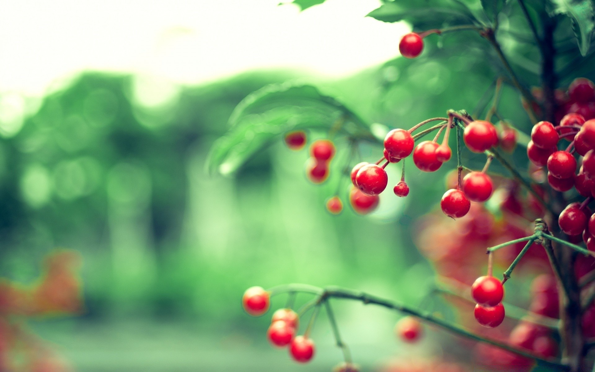 frutta natura foglia albero bacca cibo estate ramo sfocatura giardino flora all aperto colore