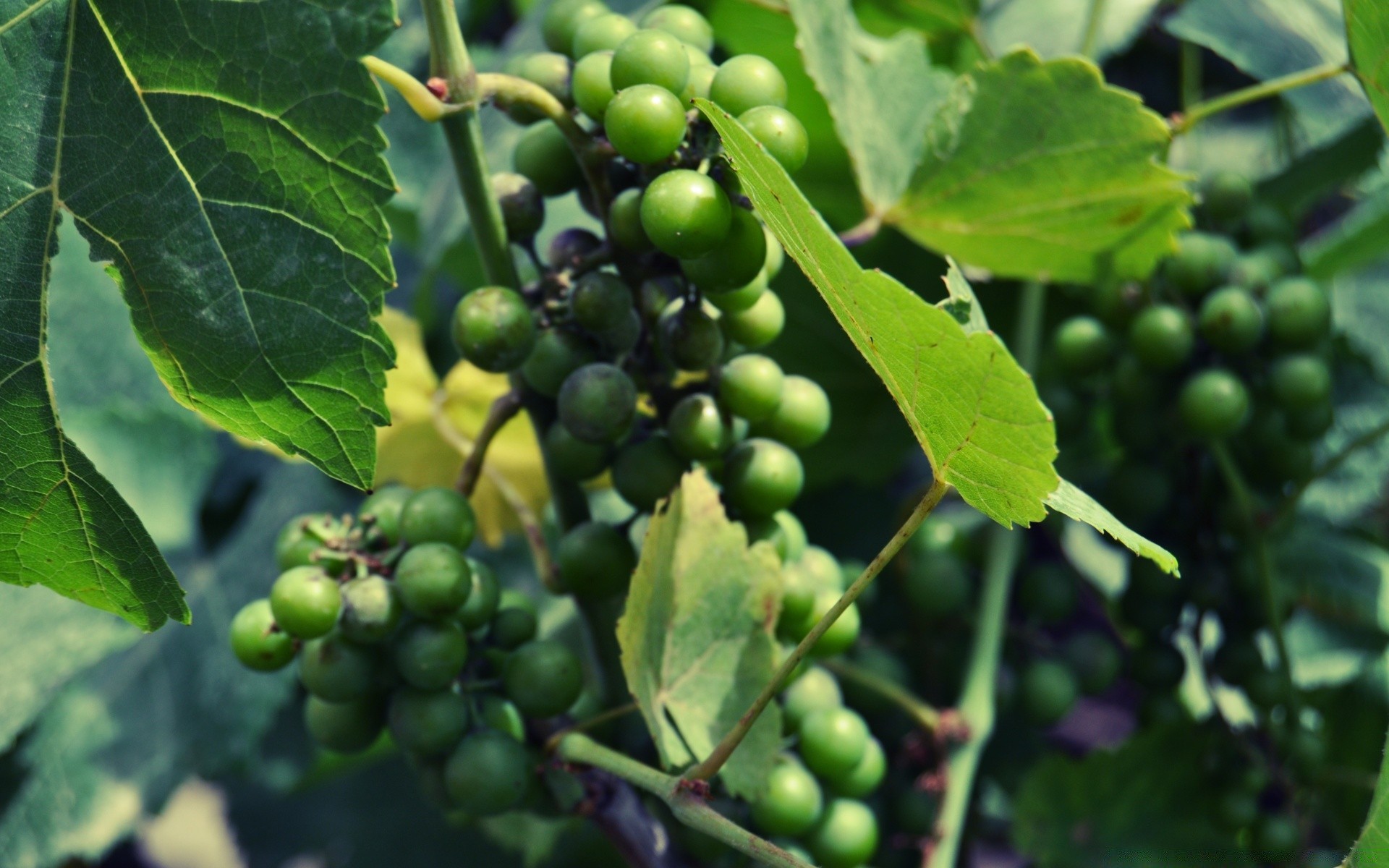 alimentos y bebidas frutas pasto agricultura hoja comida naturaleza crecer vid granja racimo flora crecimiento cosecha baya vino viñedo pila inmaduros