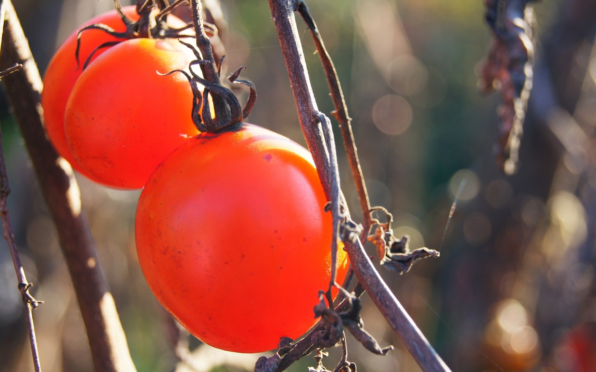 vegetables food fruit nature outdoors garden