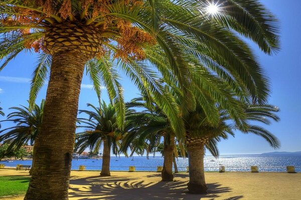 Palmeras tropicales en el océano