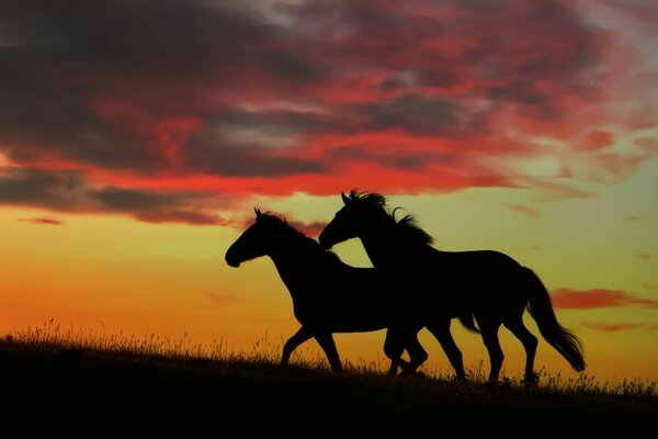 Only the horse and I are walking across the field