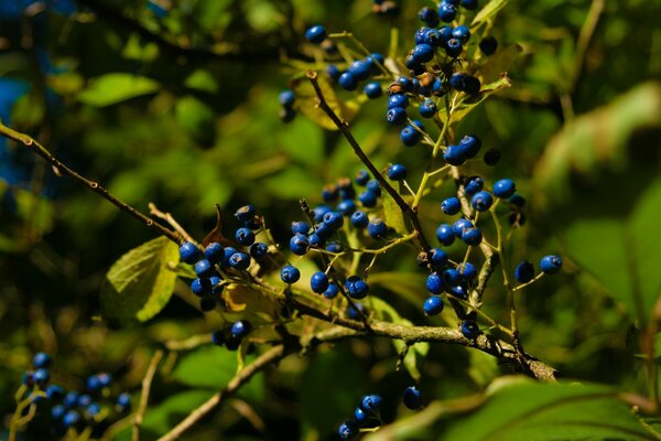 Las bayas azules cuelgan de una rama