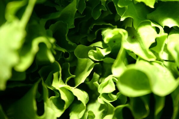 Photo of lettuce leaves close-up