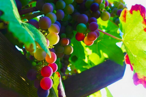 Ripe fruit hanging from the branches