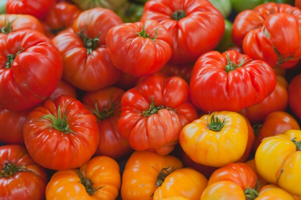 Colheita de vegetais para uma alimentação saudável