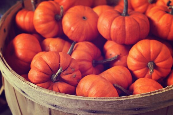 Récolte de petites citrouilles dans un Tonneau