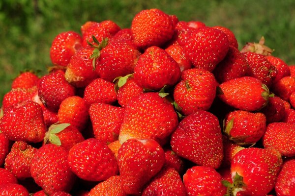 A mound of ripe large strawberries