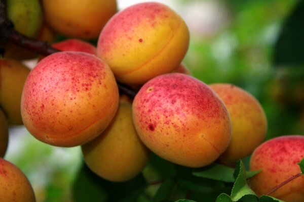 Albaricoques maduros en una rama de cerca