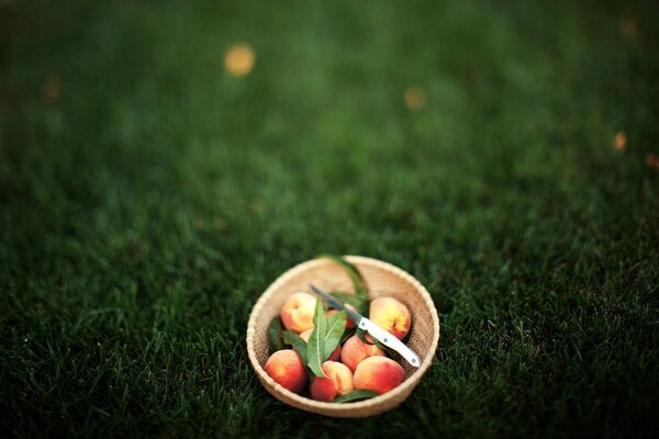 Manger des fruits dans la nature dans le jardin sur l herbe