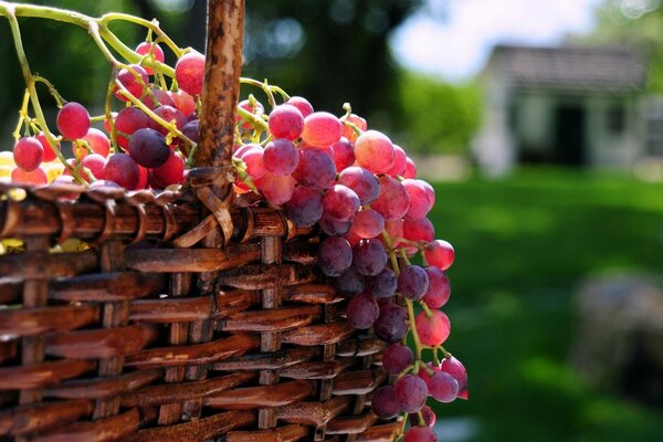 Cesta de uvas sobre fondo borroso