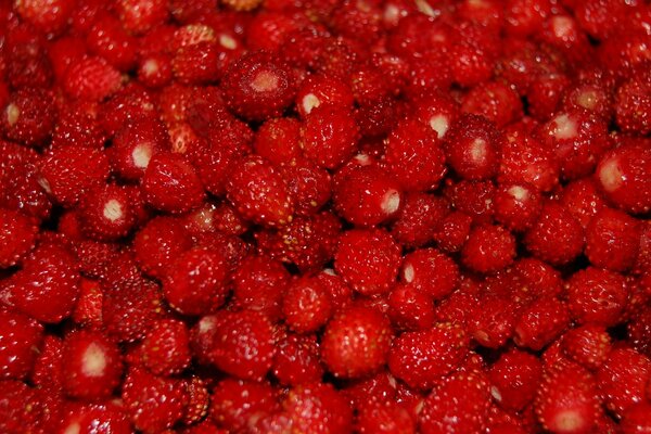 Bosque de fresas maduras a granel