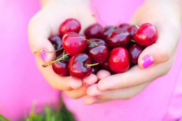 Beeren von reifen Kirschen in den Handflächen eines Mädchens