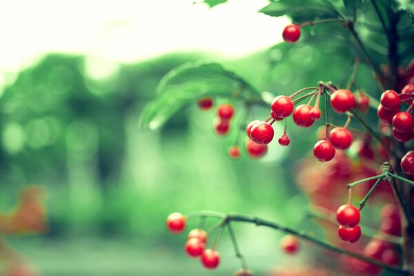 Viele rote Beeren an den Zweigen