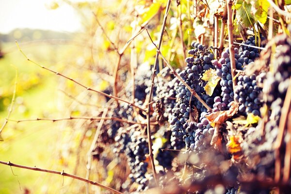 Dörfer Trauben am Weinstock