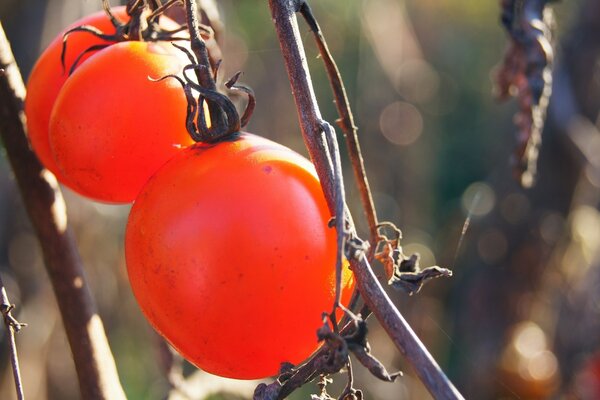 Cultivo de tomates cruzados en una rama