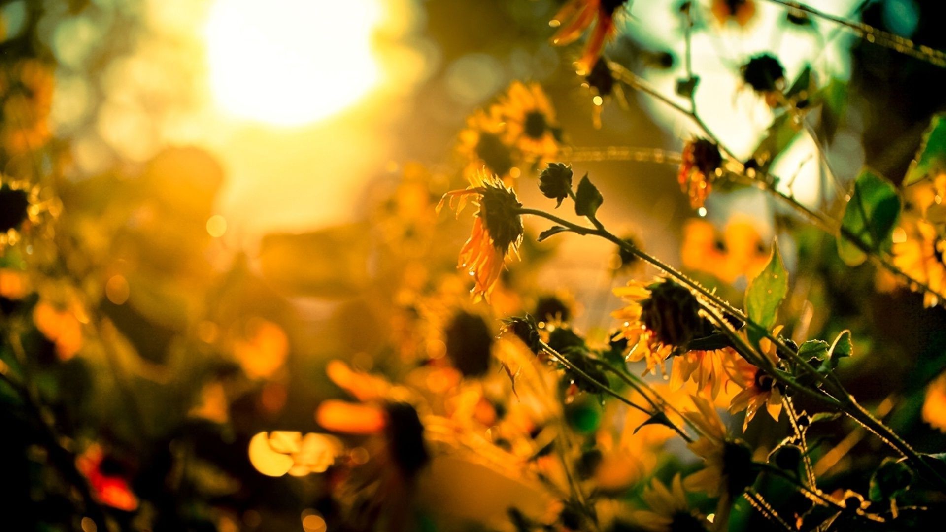 blumen unschärfe natur blatt sonne gutes wetter farbe sommer blume im freien hell flora garten