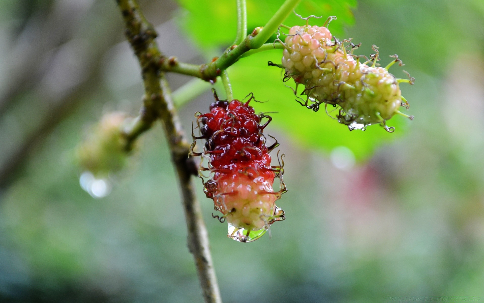 food & drink nature leaf outdoors summer tree branch fruit flora food growth little