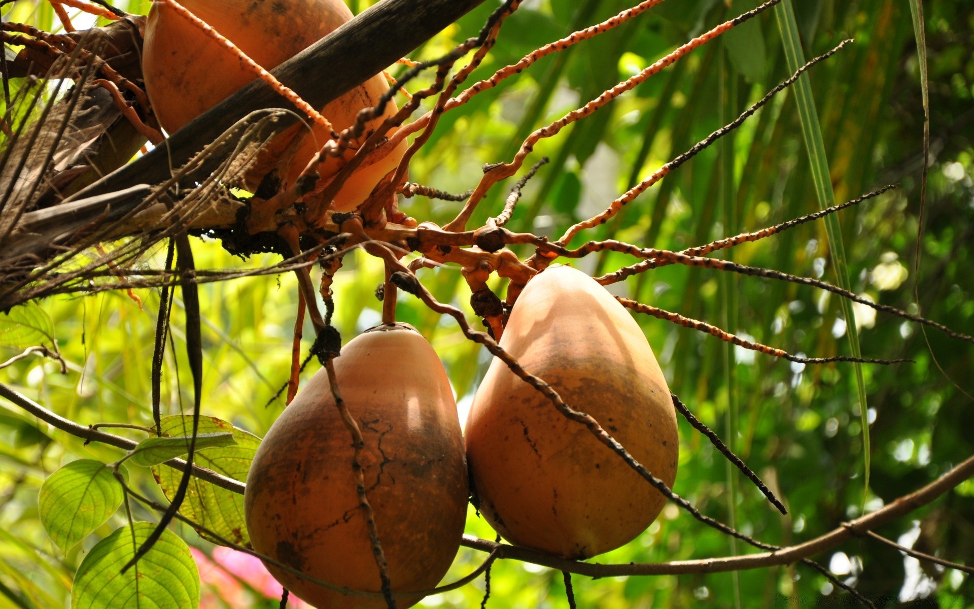 nourriture et boissons arbre nature alimentaire fruits feuille flore à l extérieur bois automne grandir