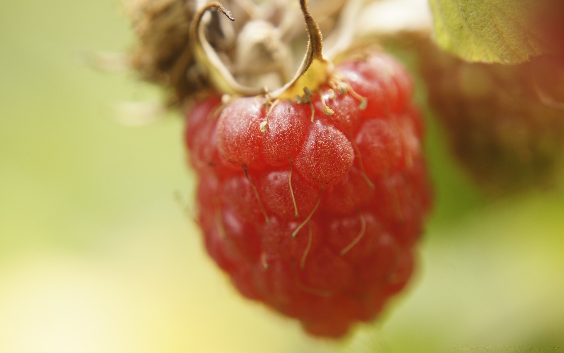 fruits repas baie juteuse en bonne santé confiserie doux délicieux nature délicieux alimentaire régime alimentaire santé feuille gros plan grandir jardin fraîcheur