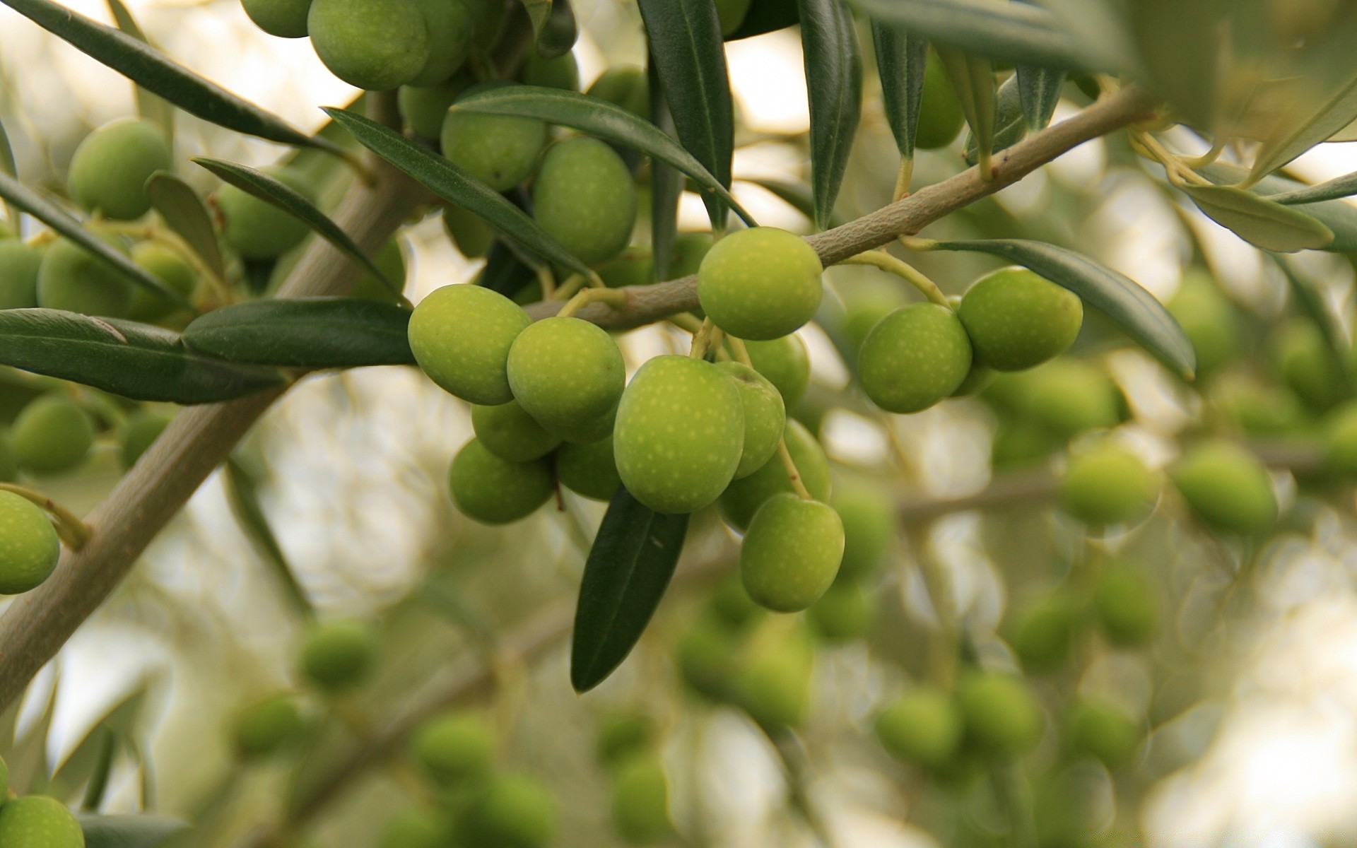 fruits alimentaire feuille nature agriculture pâturage arbre branche flore grandir plantation ferme pendaison à l extérieur immature croissance jardin couleur